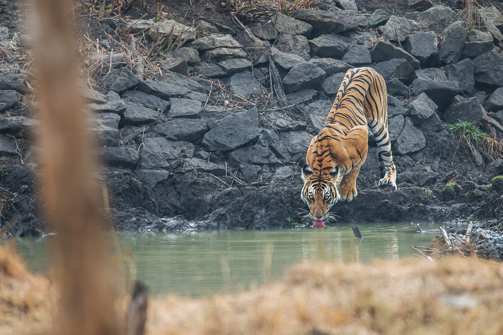 Kabini - 'Tiger tank female' Dit tijgerin kwam naar beneden naar de waterpoel om te drinken en uiteindelijk ging ze in het water liggen om af te koelen. Het is niet eenvoudig om deze prachtige dieren in het wild te zien. De Kabini regio in Nagarhole nationaal park is waarschijnlijk een van de beste plaatsen in het zuiden van India om een tijger te zien. Stefan Cruysberghs